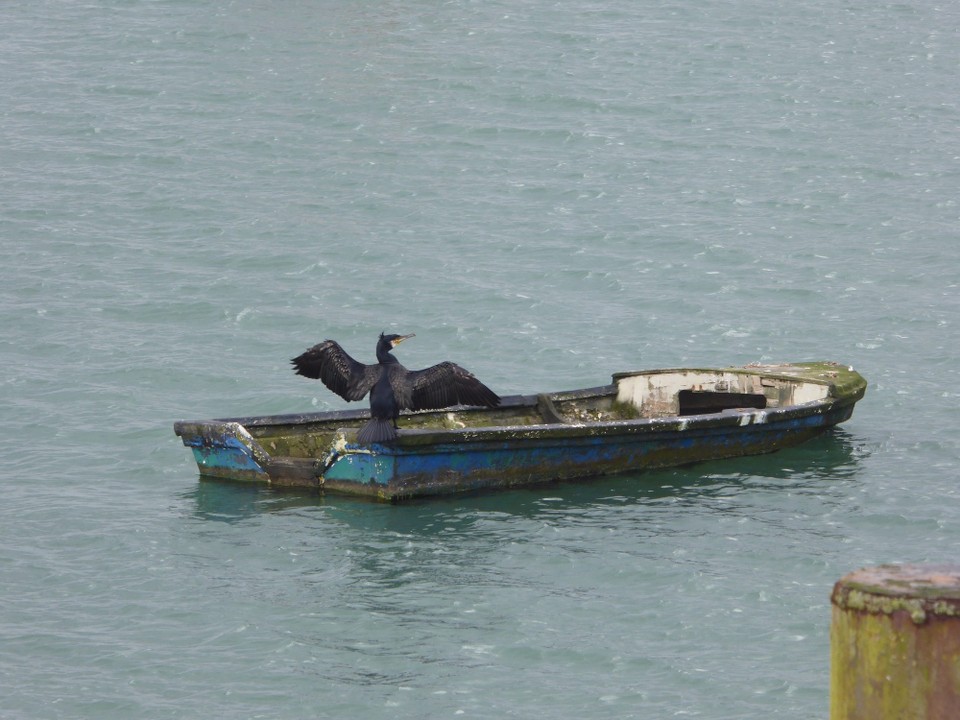 Ireland - Kinsale - A cormorant drying its wings. This photo was taken in Crosshaven, but cormorant and herons are seen everywhere.