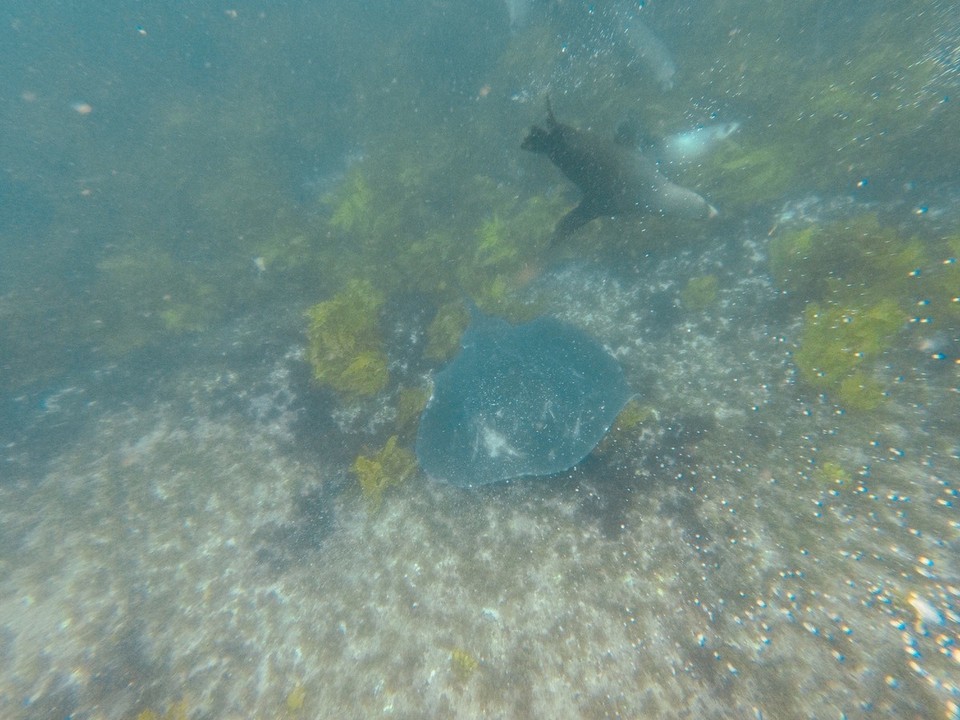 Australia - Montague Island - 