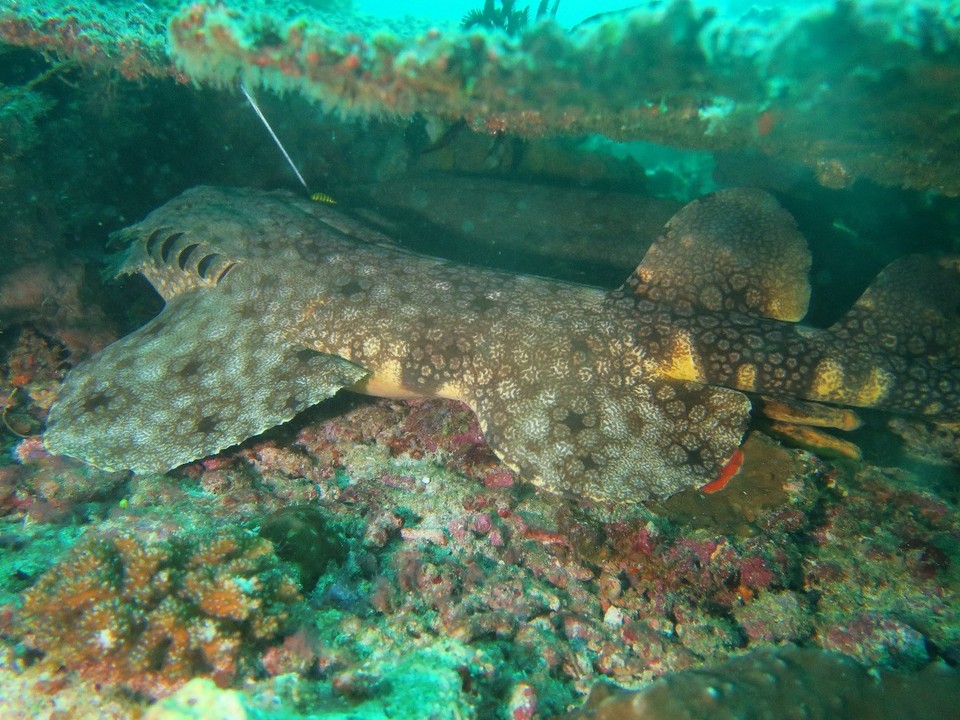 Indonesia - Kri - Requin tapis sous un corail table