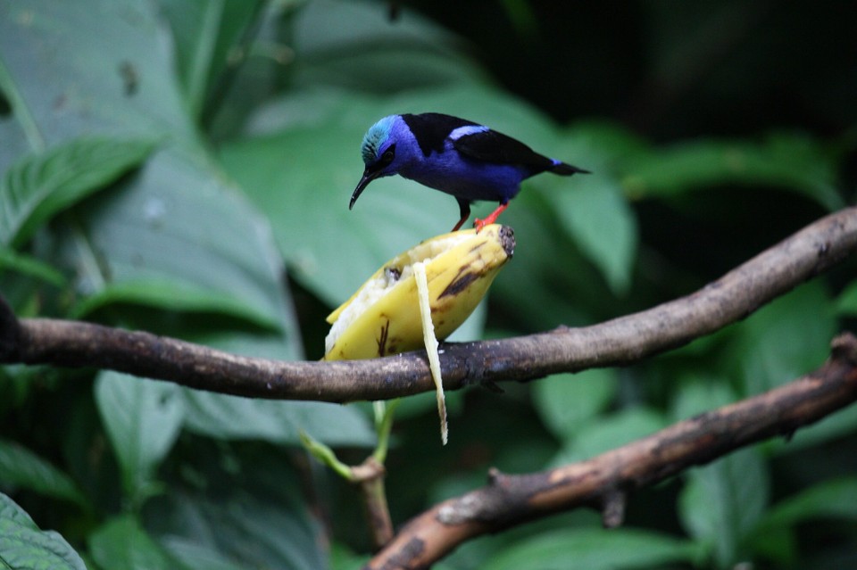 Costa Rica - La Fortuna - 