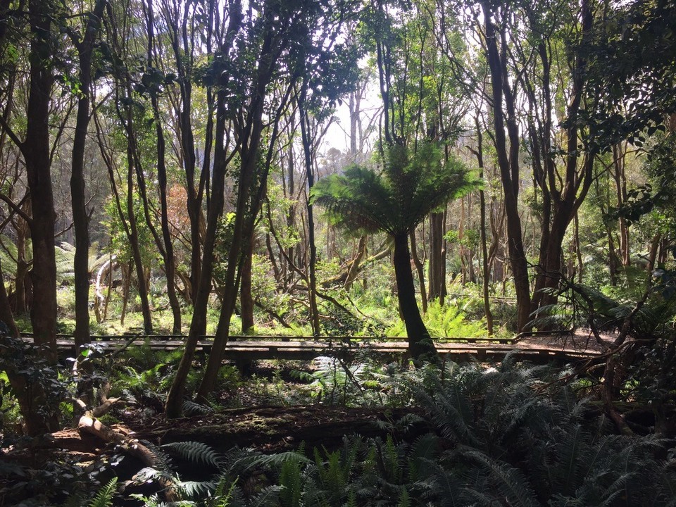  - Australia, Wilsons Promontory National Park, Lilly Pilly Gully - 