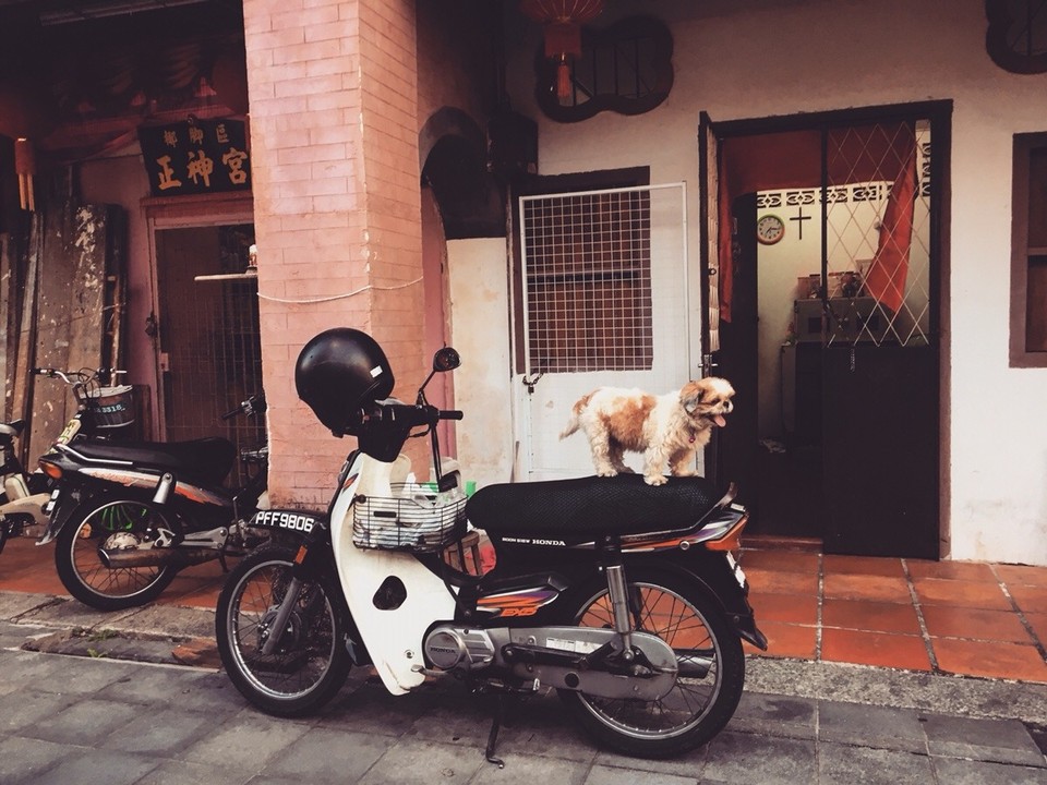 Malaysia - Bandar Tanjung Tokong - 🐶