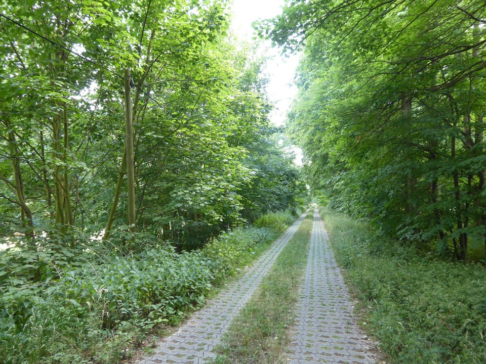 Deutschland - Havelberg - Zum Abschluss dieses wieder einmal sehr wundervollen Tages durfte ich noch 3 km durch Grün fahren. Mit Schatten.