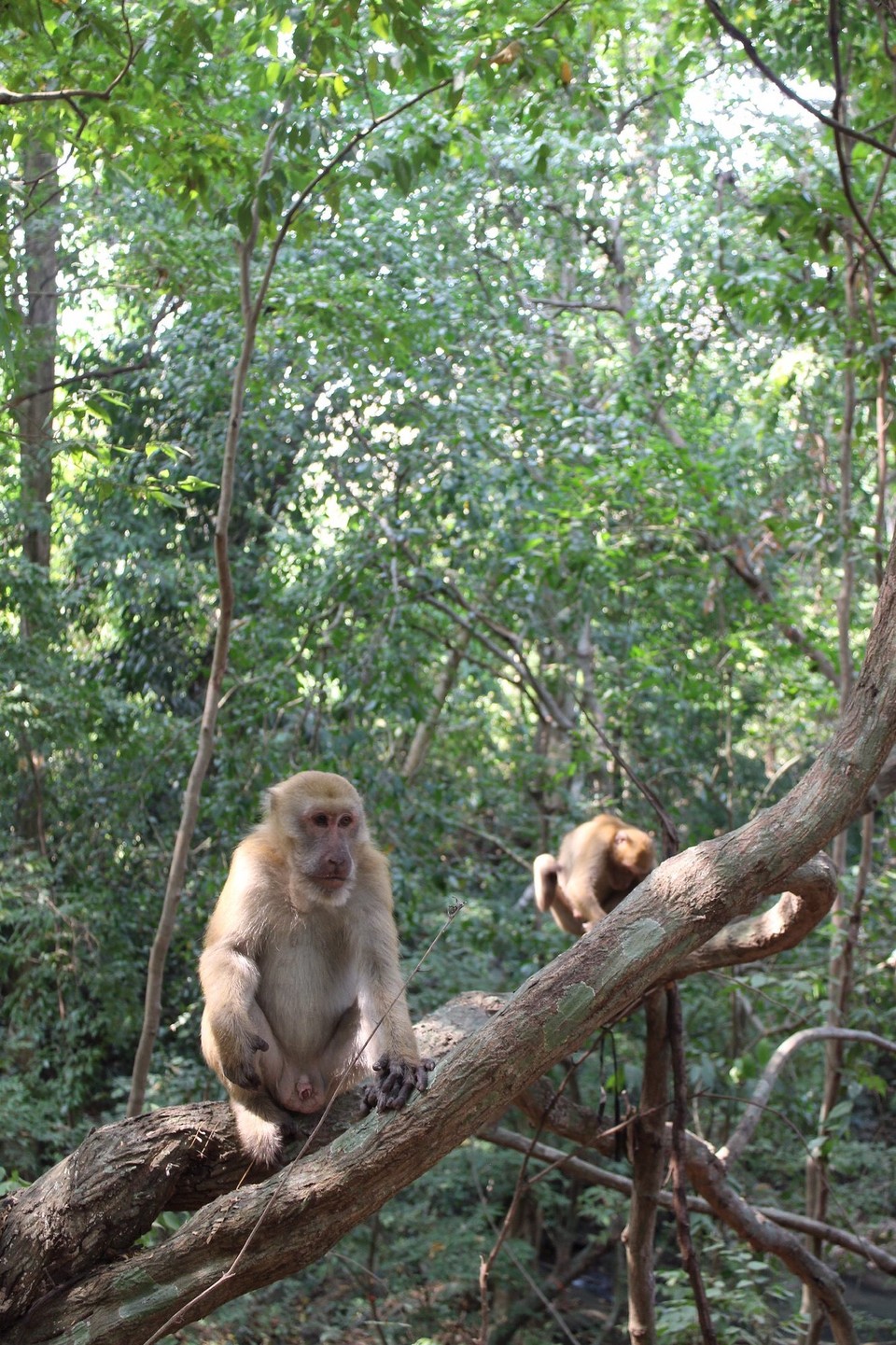 Thailand - Kanchanaburi - 