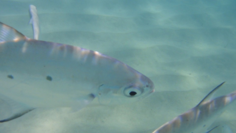  - Australien, Cape-Range-Nationalpark - 🐟🐠