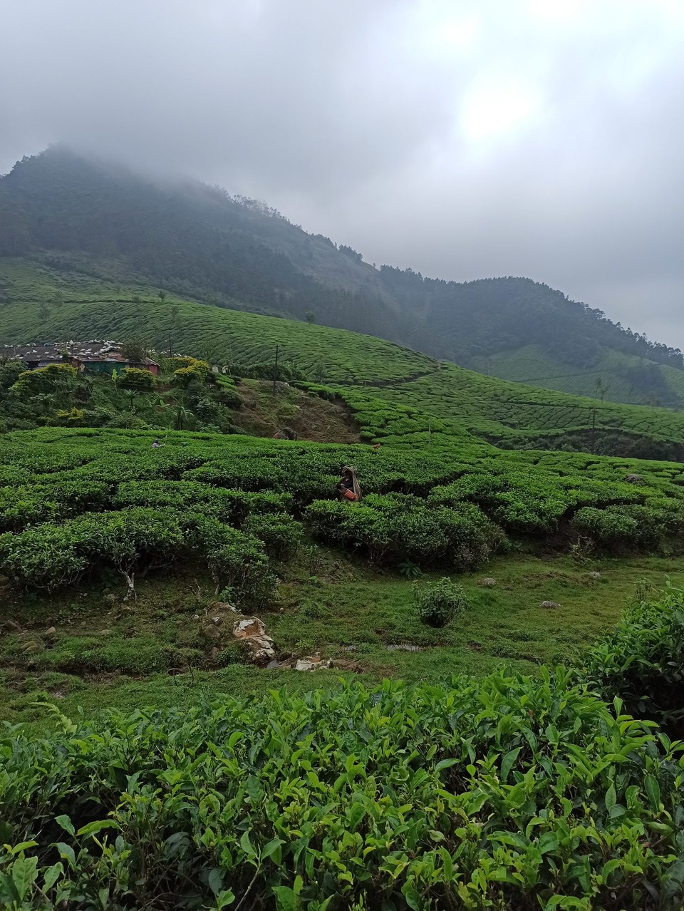 Indien - Suryanelli - 