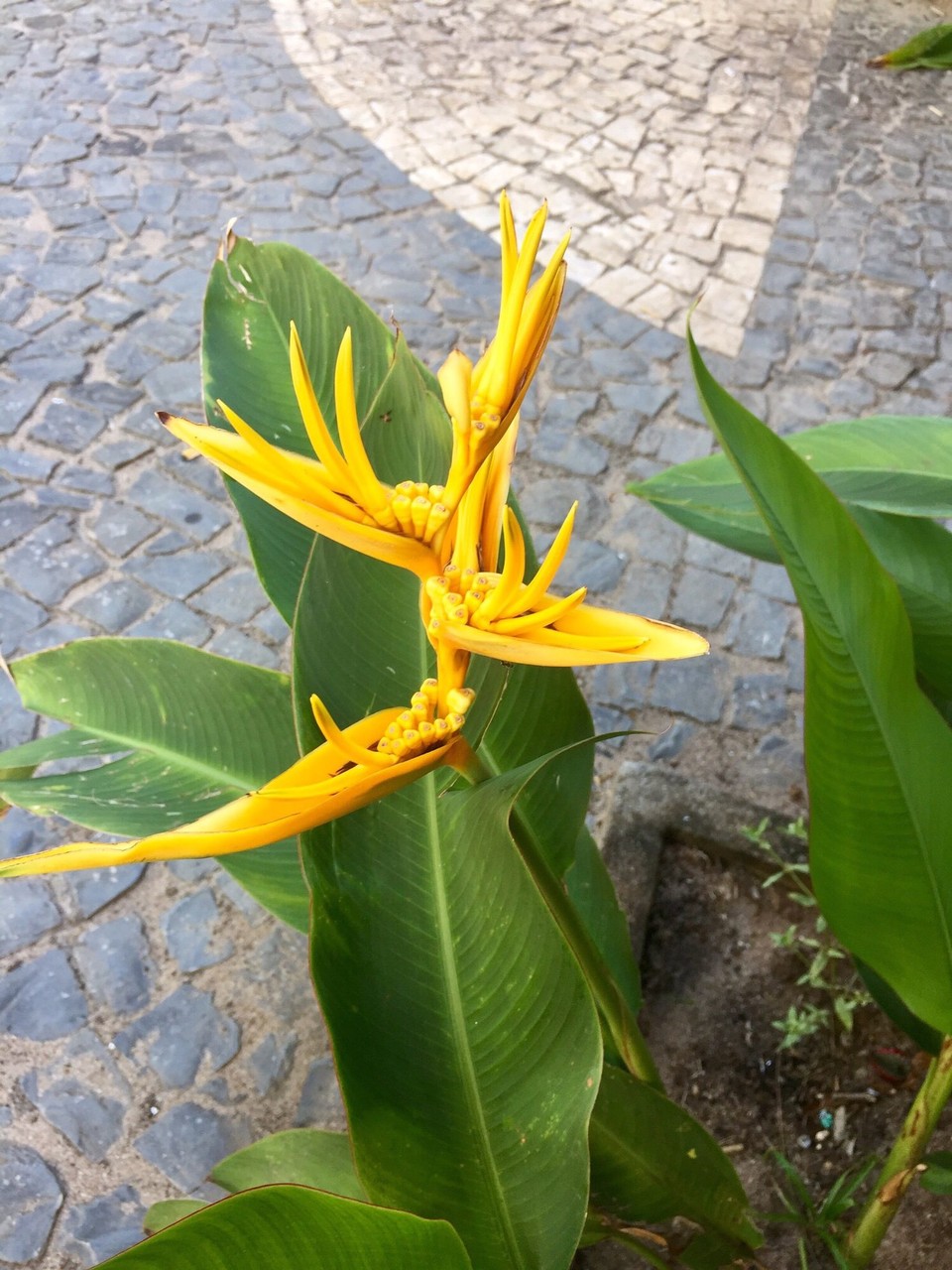Brasilien - Cairu - Im Garten des Hotels