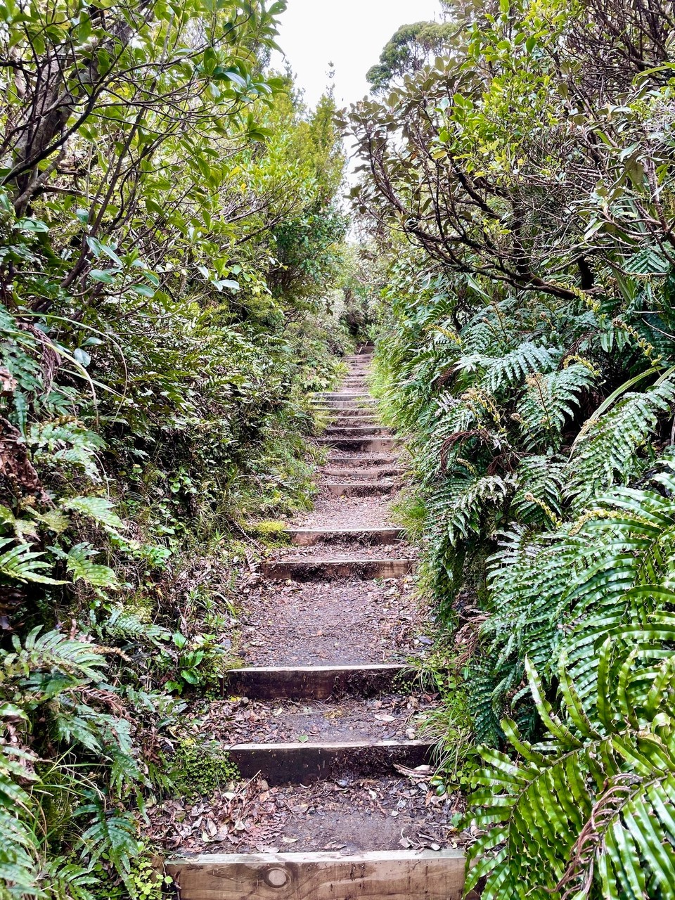 Neuseeland - Egmont National Park - 