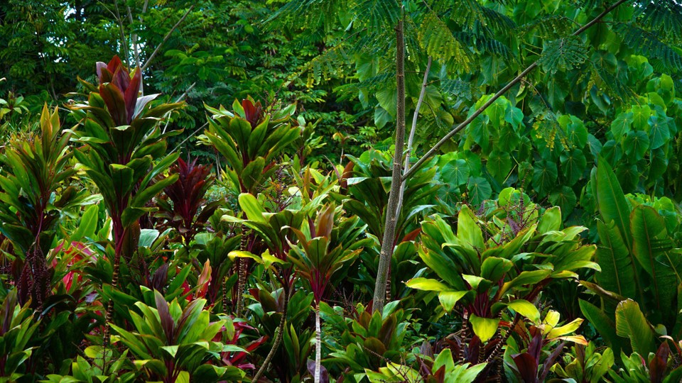 USA - Hilo - Und drumherum wilde Vegetation