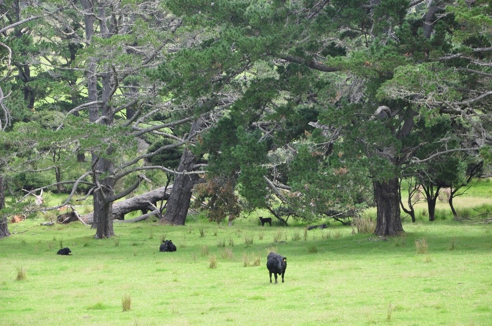 Neuseeland - Mangonui - ...und Black Angus