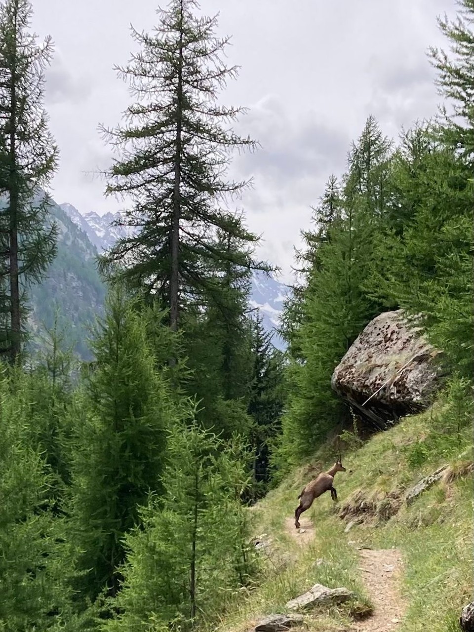 Italien - Cogne - Gams-Begegnung auf den Weg