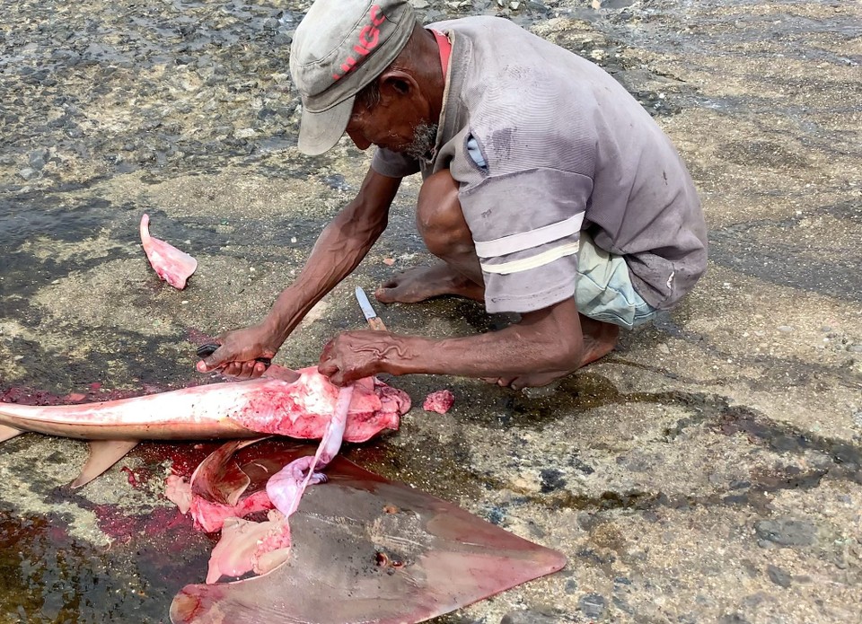 Cap-Vert -  - Préparation des poissons pour la vente 