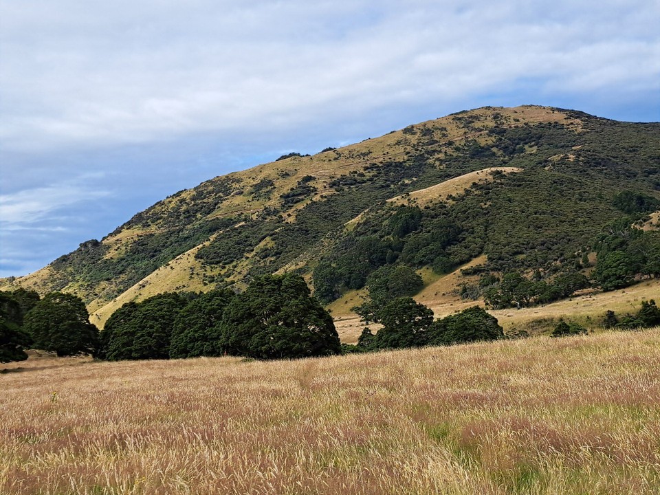 Neuseeland - Birchwood - 