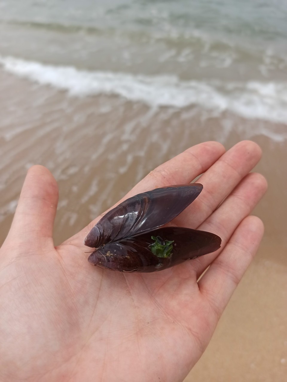 Indien - Varkala - 