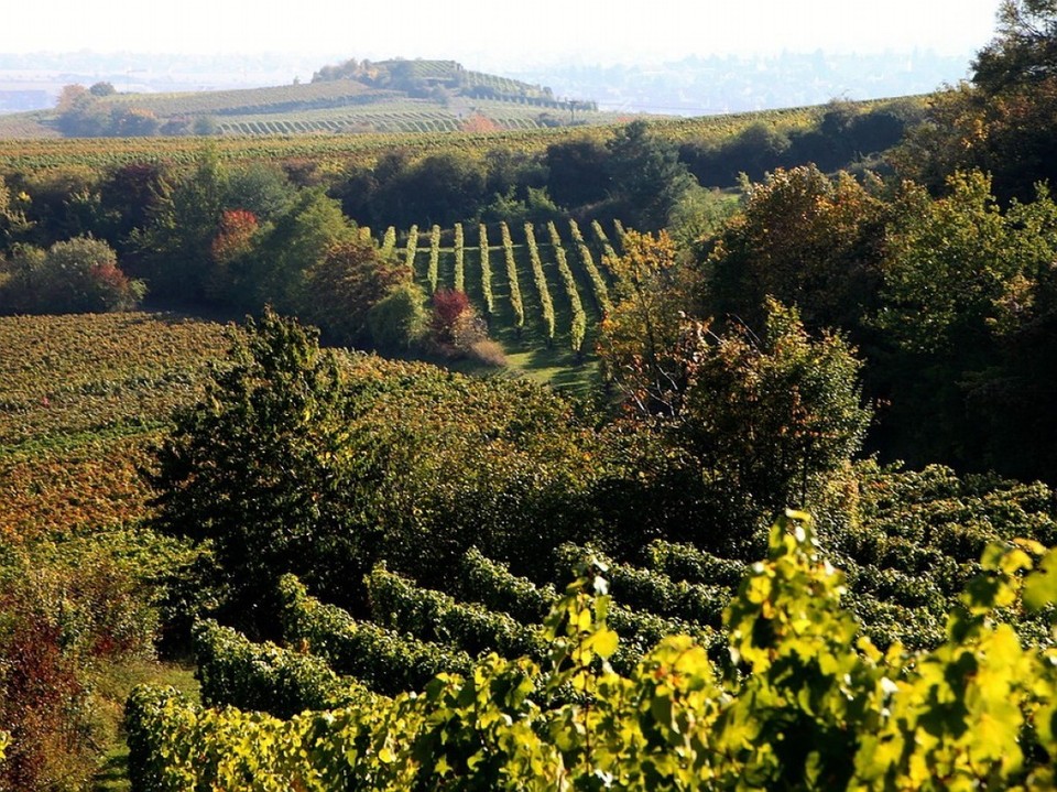 Deutschland - Bad Dürkheim - PALATINATE, Dürkheimer Weinberge, hier kommen Wein und Weinschorle her!