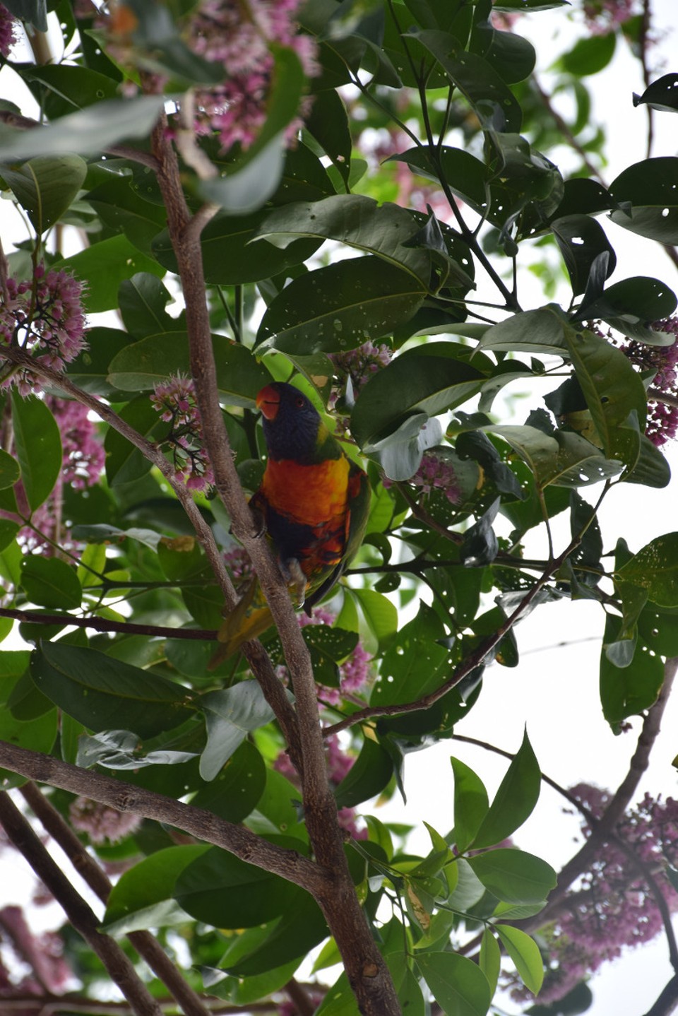 Australien - Port Macquarie - Regenbogen-Lorikeet 