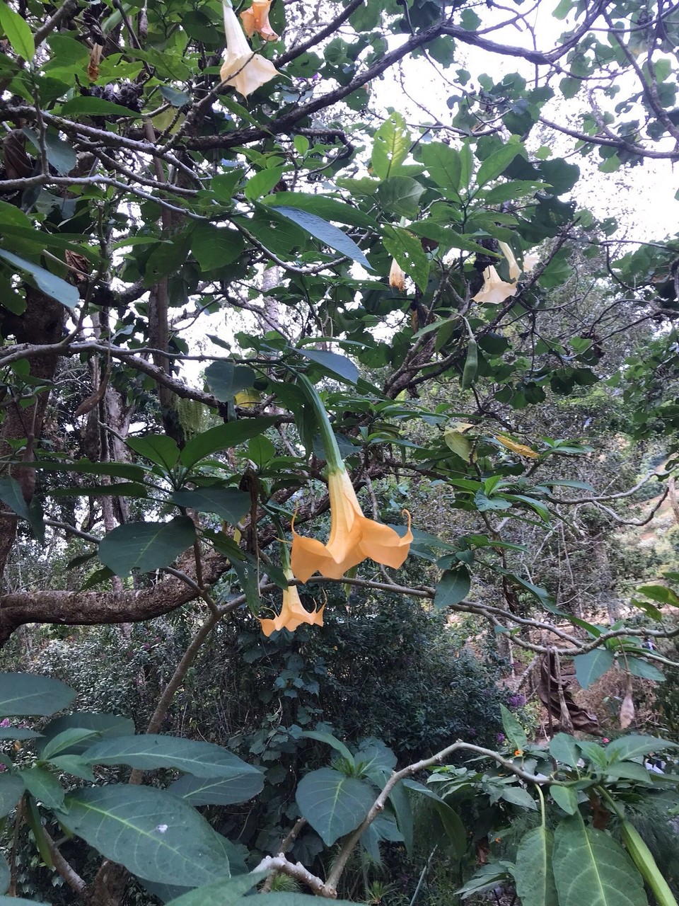 Costa Rica - Aguirre - 