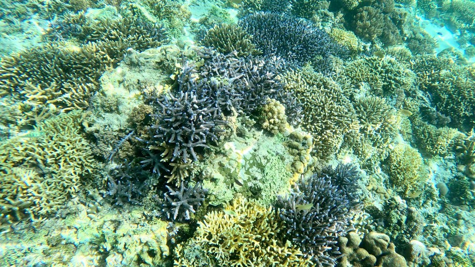 Indonesien - Kabupaten Lombok Utara - Danach ging es zum Korallen Garten vor Gili Air.