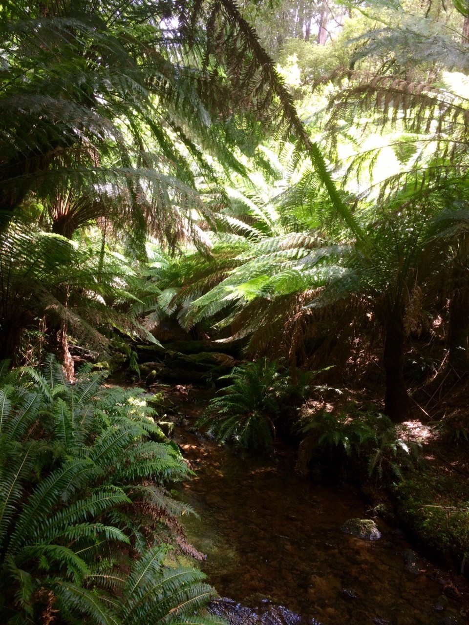 Australia -  - Like Jurassic Park. I expected a T-Rex would appear at any second. 