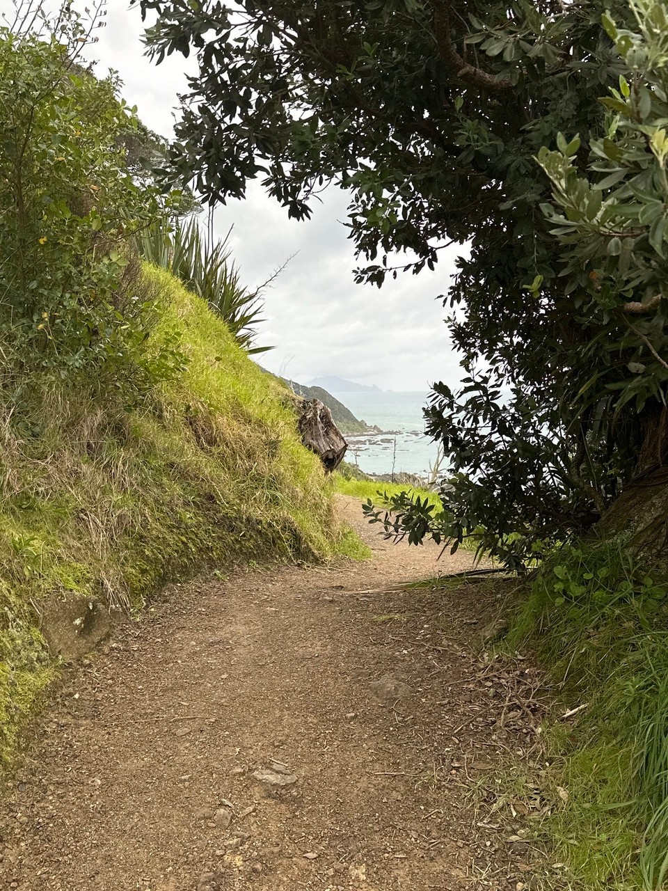 Neuseeland - Mangawhai - … schöner Pfad an den Klippen entlang 