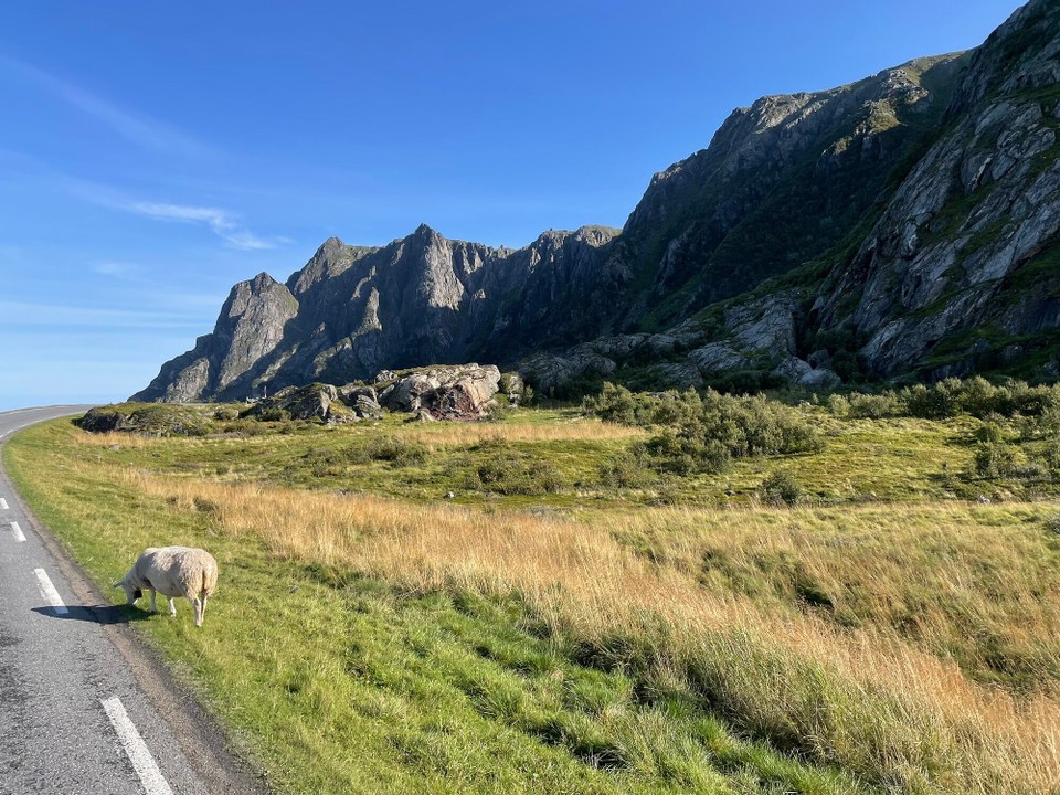 Norwegen - Sortland - Andoya Panorama Straße wie immer mit Schafen 