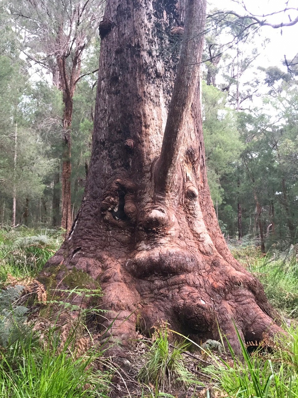  - Australia, Cosy Corner, Torbay Inlet - Grandma Tingle.. the gatekeeper