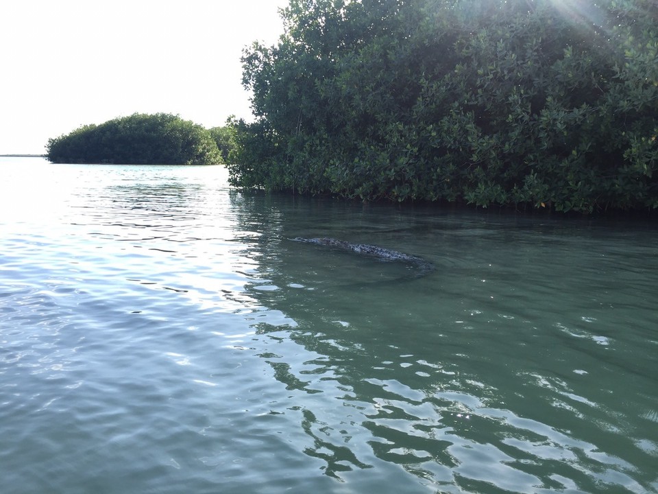 Mexiko -  - Cocodrilo... 🐊
