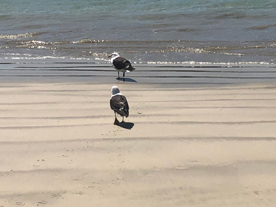 Neuseeland - Karikari Peninsula - Black backed gull, Neuseelands grösste Möwenart