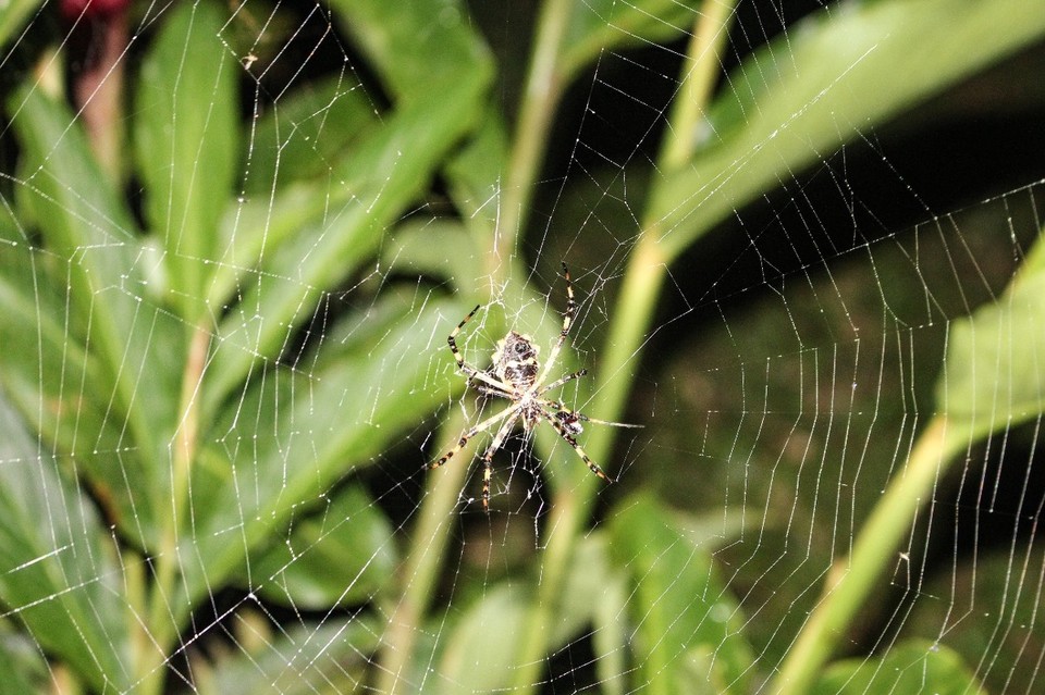 Peru - Puerto Maldonado - am ersten Abend machten wir gleich eine kleine Nachtwanderung durch den Dschungel mit enormer Artenvielfalt: Golden Spider