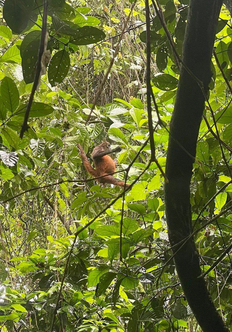 Costa Rica - Osa - … hat so einiges für uns entdeckt 🐒