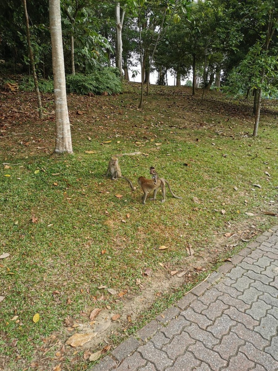 Singapur - Singapur - 