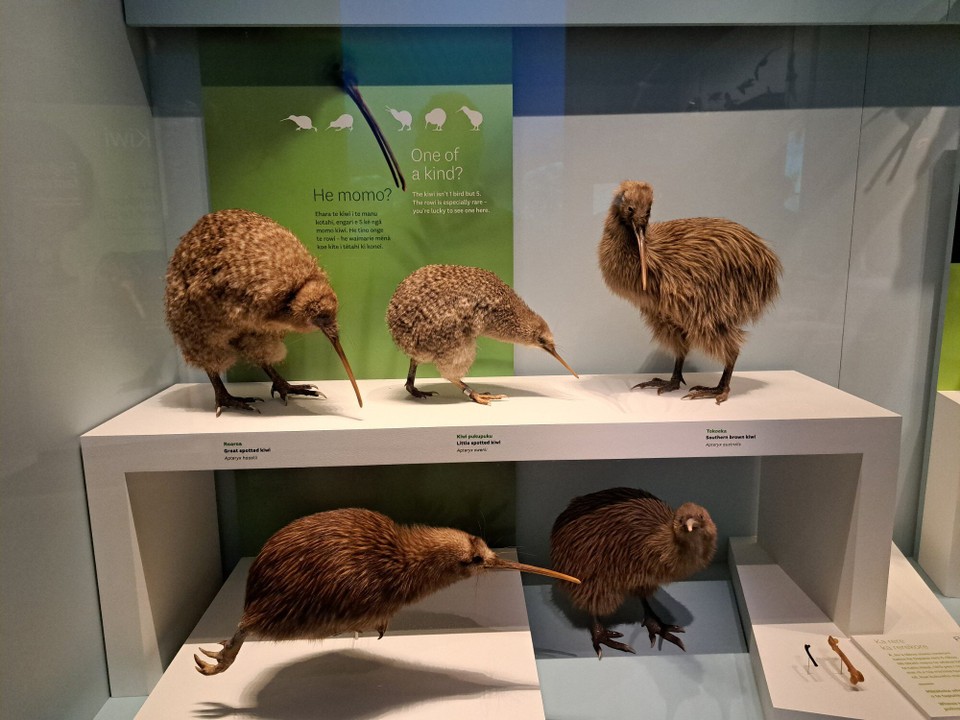 Neuseeland - Wellington - Die ersten Kiwis sah ich im Museum 