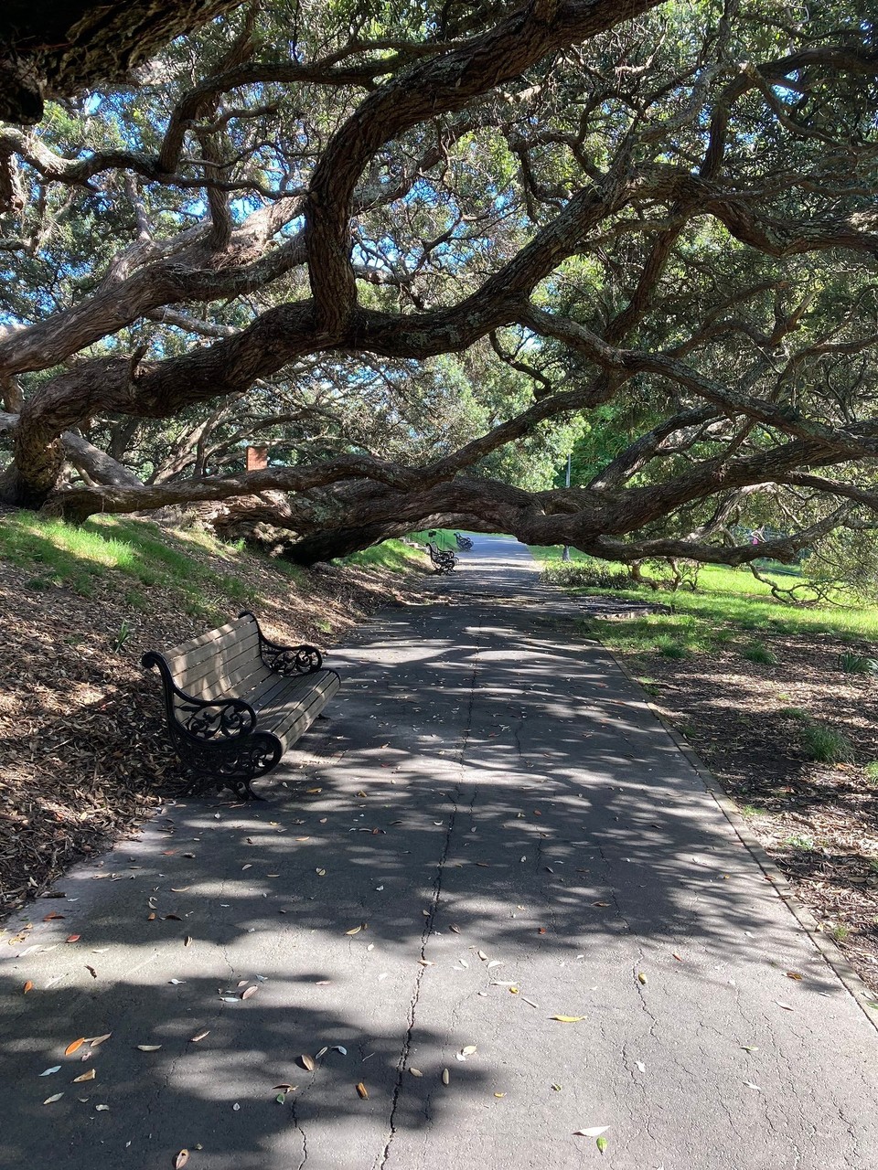 Neuseeland - Auckland - 