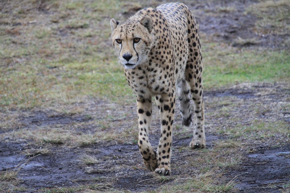 Südafrika - Plettenberg Bay - Cheetah