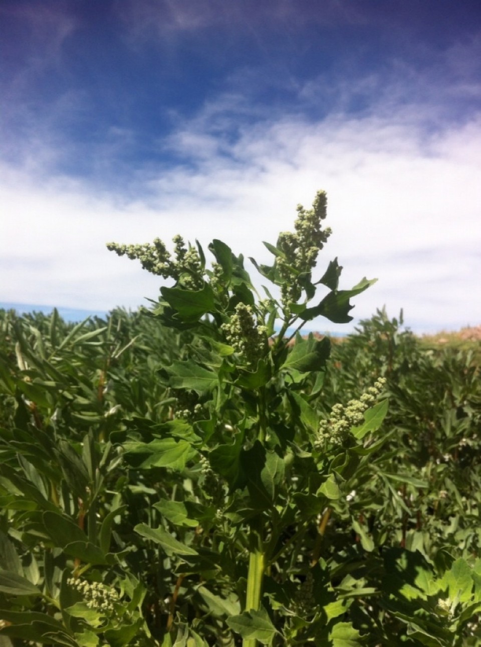 Chile - San Pedro de Atacama - So this is how Quinoa looks like as a plant :)