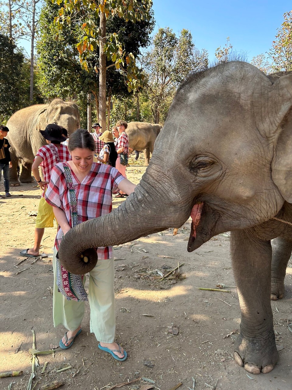 Thailand - Chiang Mai - Freches Babyelefant klaut Essen aus Milenas Tasche. Man beachte das freche Grinsen