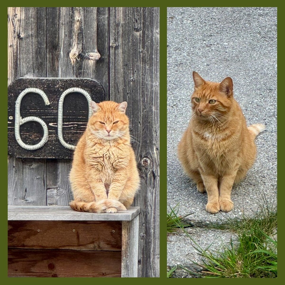 Österreich - Trins - Grummelkatze???