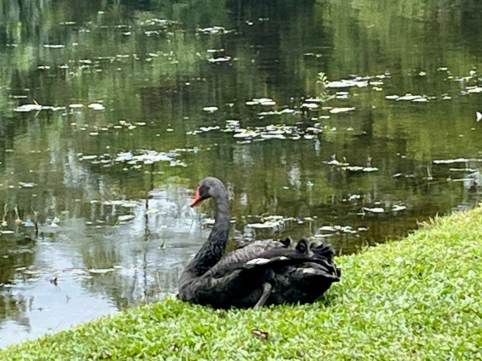 Singapur - Singapur - Schwarzer Schwan