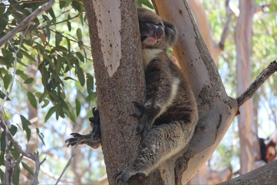 Australien - Yanchep - In freier Wildbahn kommen sie in Western Australien nicht vor, leben hier aber in einer großzügigen Anlage.