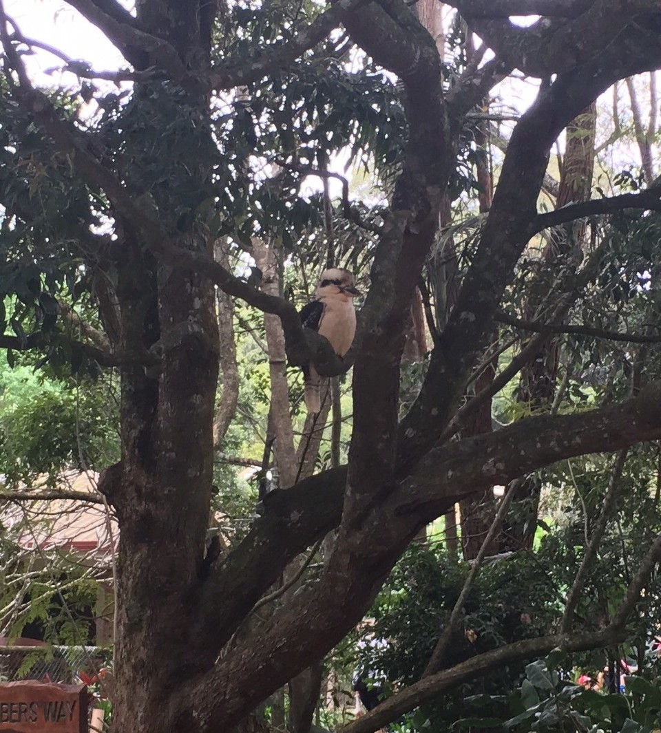 Ausztrália - Tamborine - Kookaburra :)