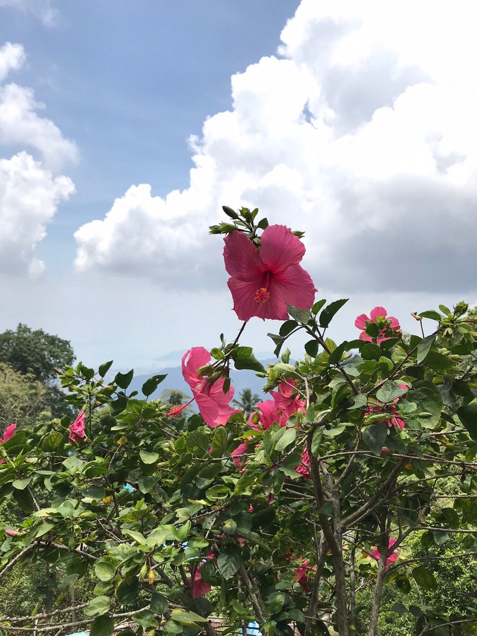 Malaysia - Georgetown - Hibiscus, Malaysia’s national flower 