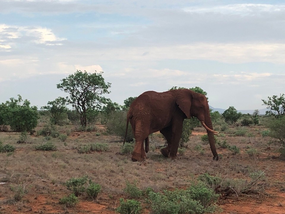 Kenia - Taita - 