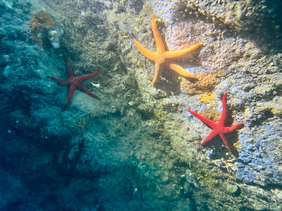 Italien - Capoliveri - Ein schönes Quartett