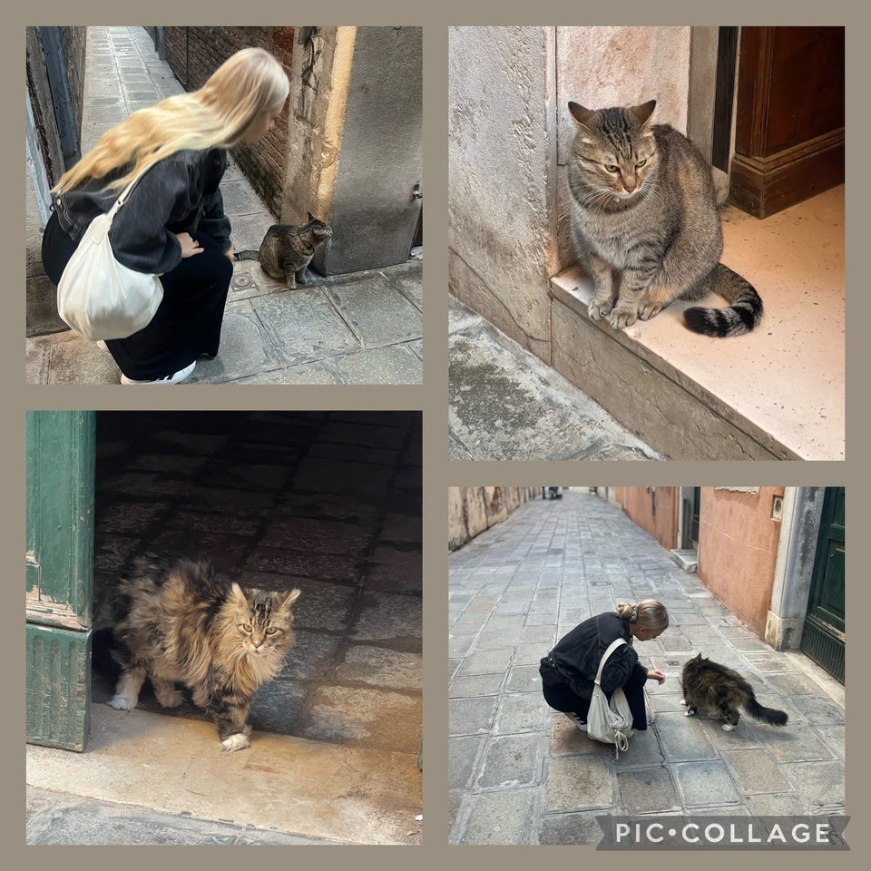 Italien - Venedig - In der Buchhandlung sind heute keine Mietzekatzen zu sehen, dafür residieren ein paar Prachtexemplare in den Gassen. 