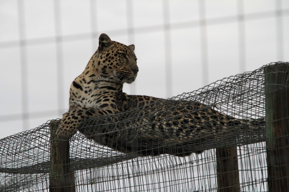 Südafrika - Plettenberg Bay - Leopard - in einem kleinen Gehege ...