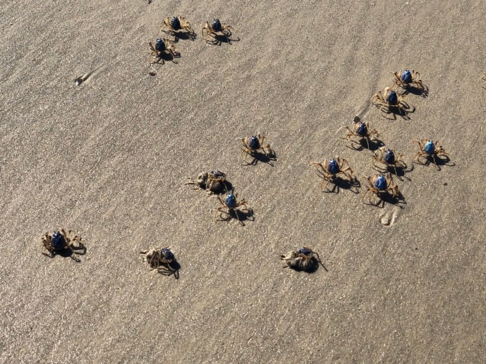 Australia - Bargara - Crab army !
