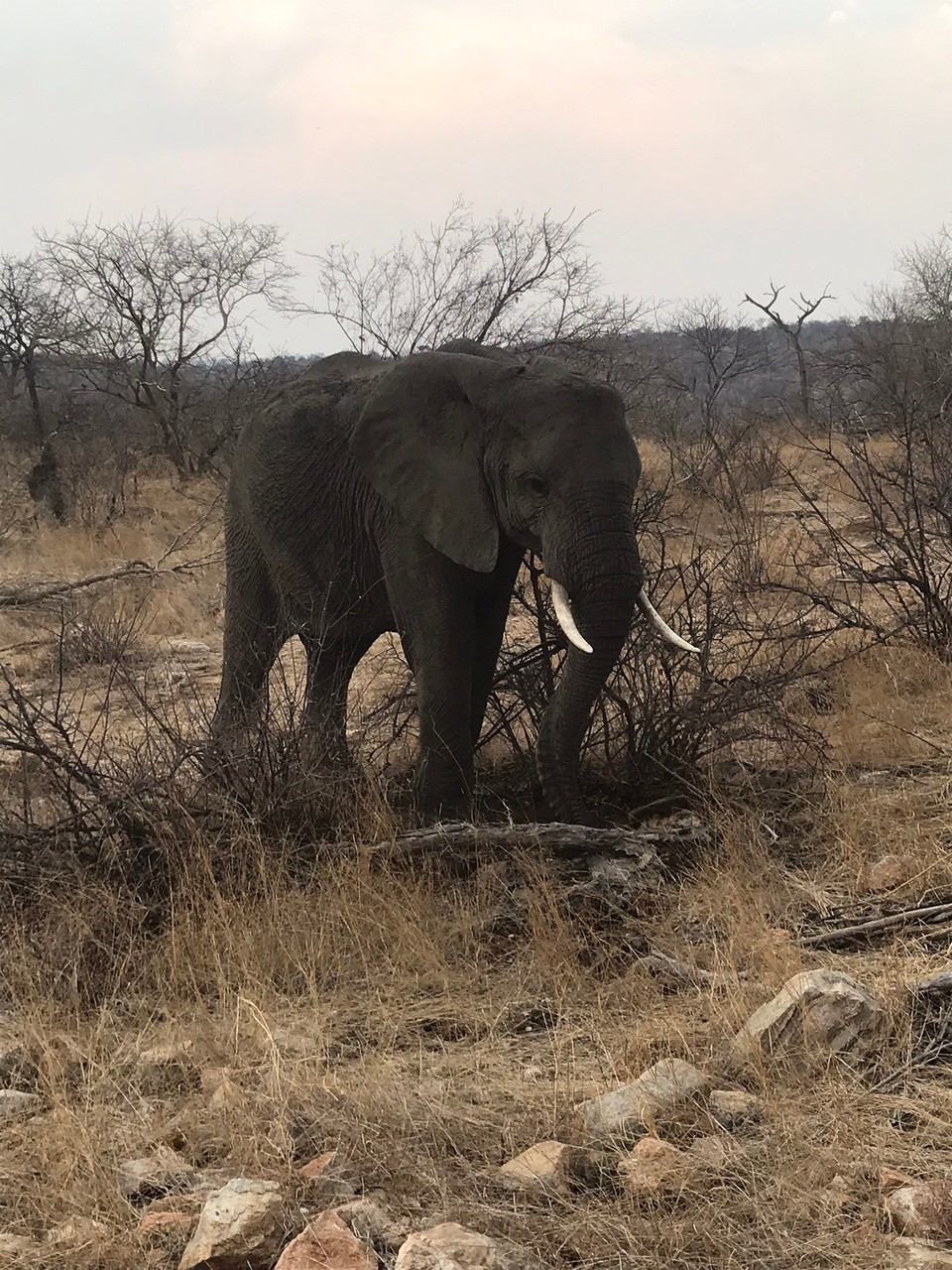 Südafrika -  - 