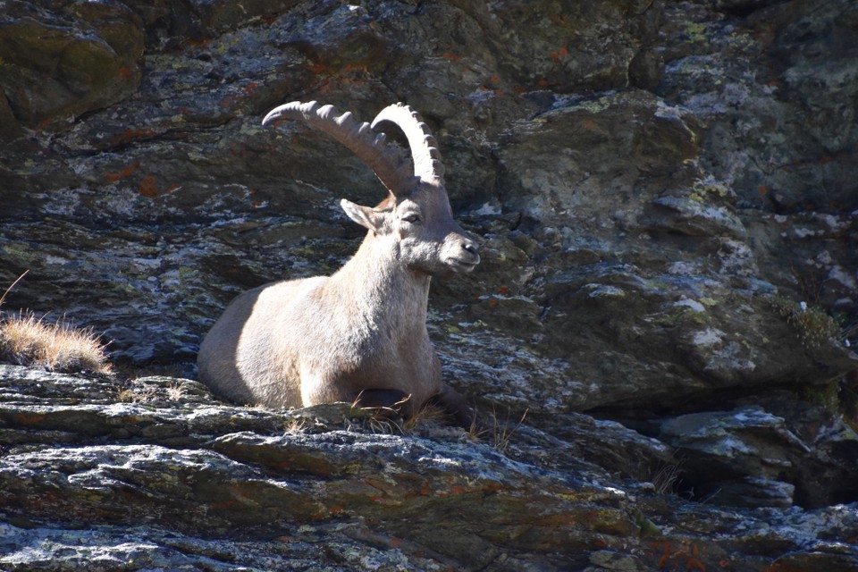 Schweiz - Zermatt - 