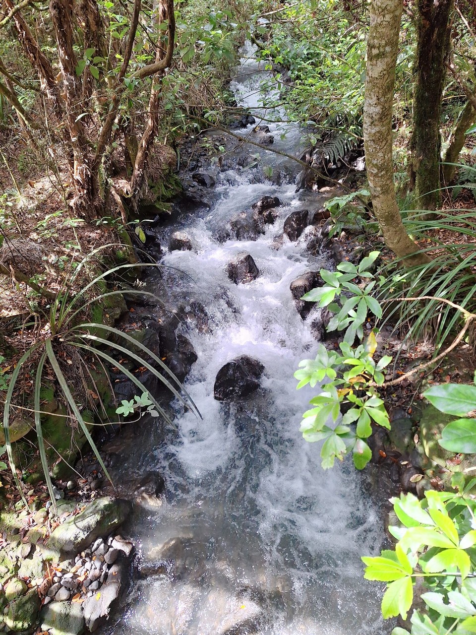 Neuseeland - Turangi - ...immer den Weg endlang