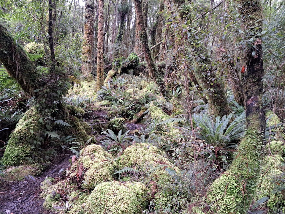 Neuseeland - Parawai Lodge - 